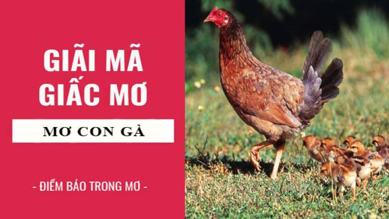 Nằm mơ thấy con gà nên đánh số gì?