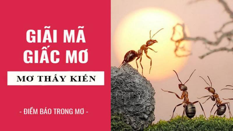 Mơ thấy kiến đánh gì để thắng lớn